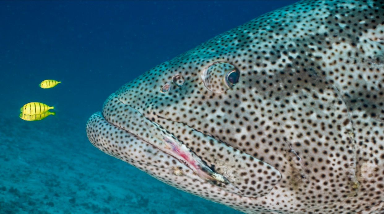 Second Film: Ribbons of Coral and a Giant Cod (By Jennifer Marohasy)